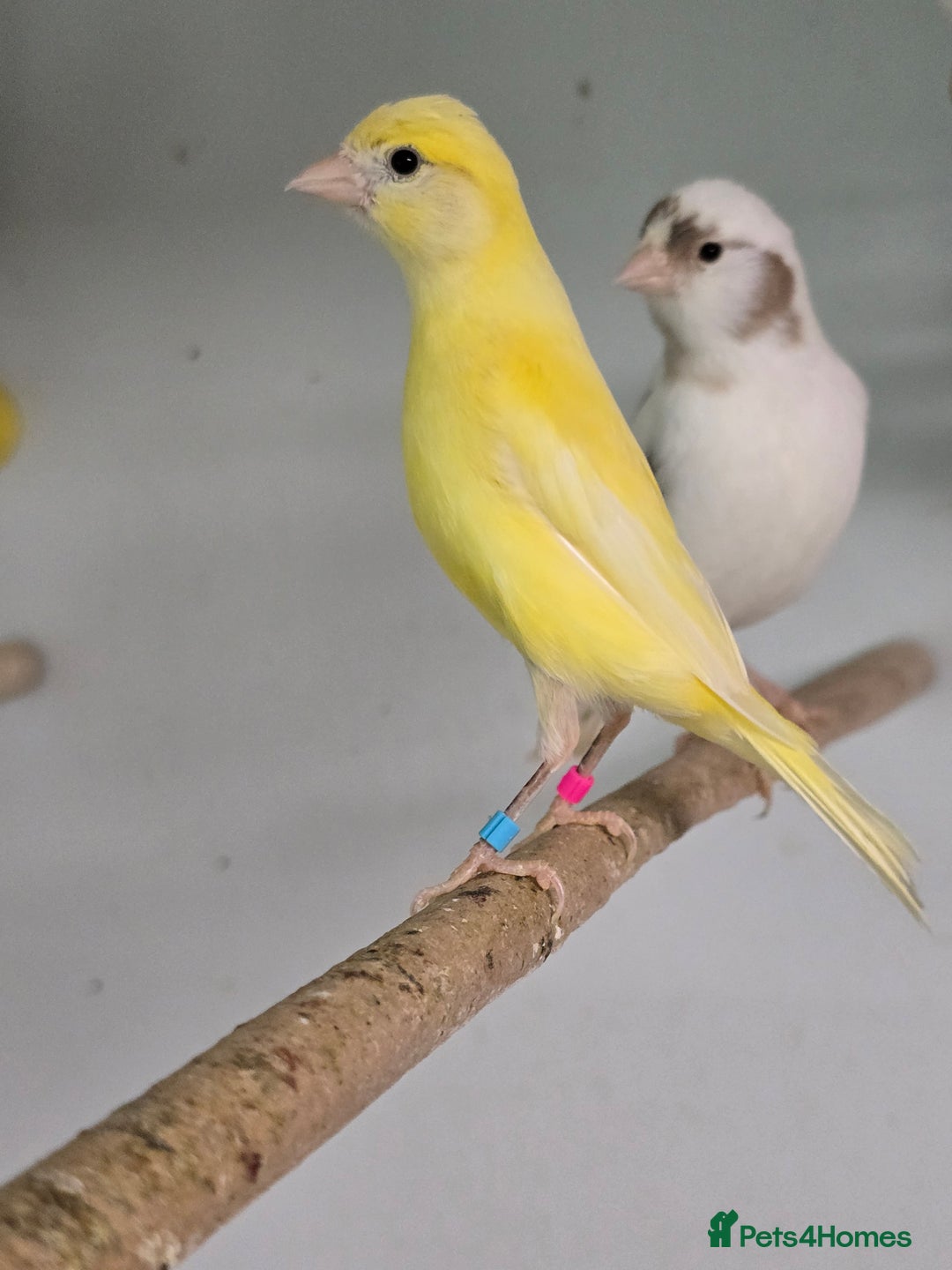Canaries birds for sale: Beautiful Canaries, Goldfinches, Zebras, Bengies!! - Image 9