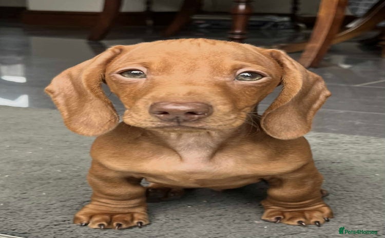 Miniature Dachshund dogs - Advert 13