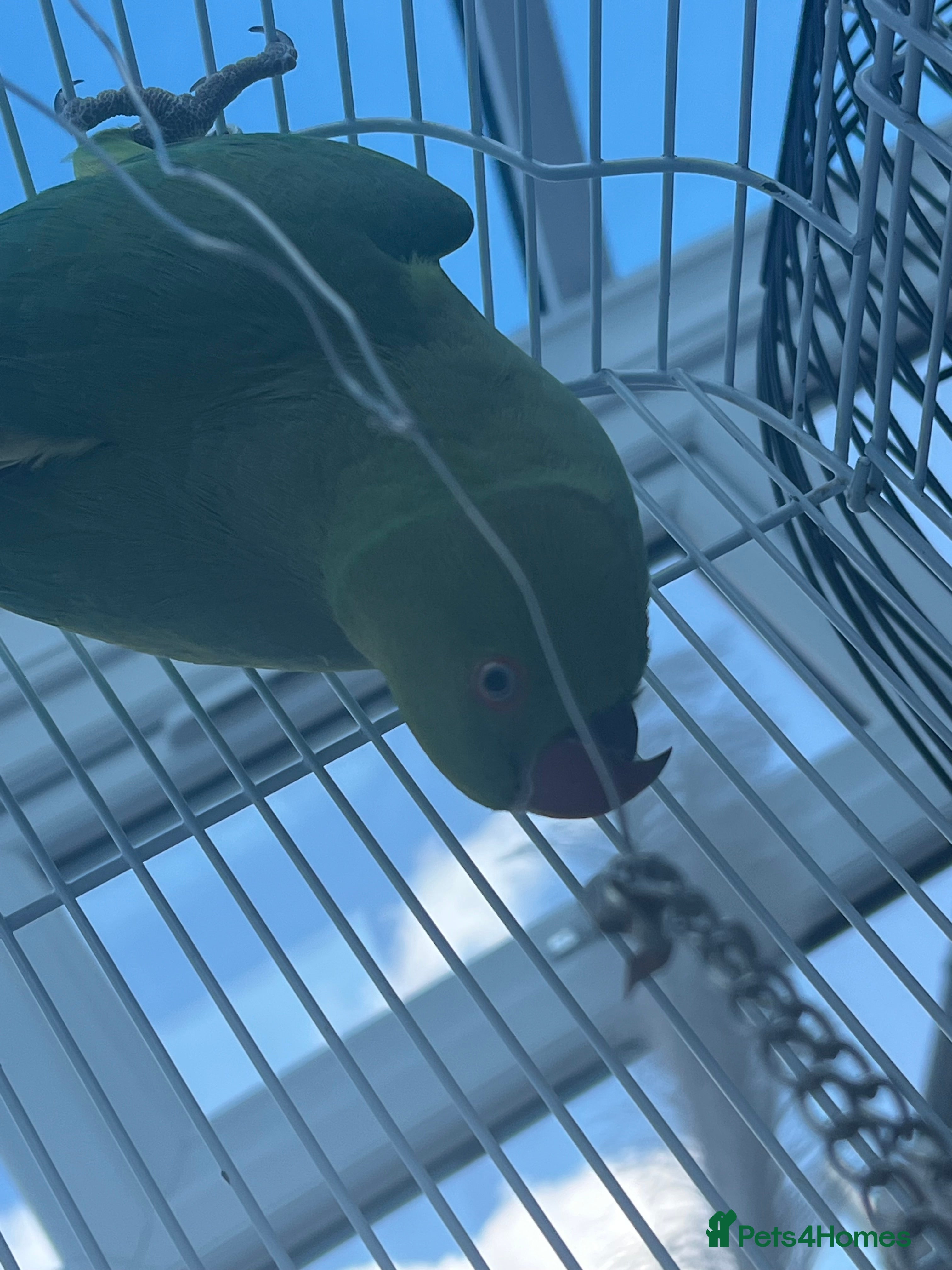 Parakeets birds Rose-ringed Parakeet  - Advert 6