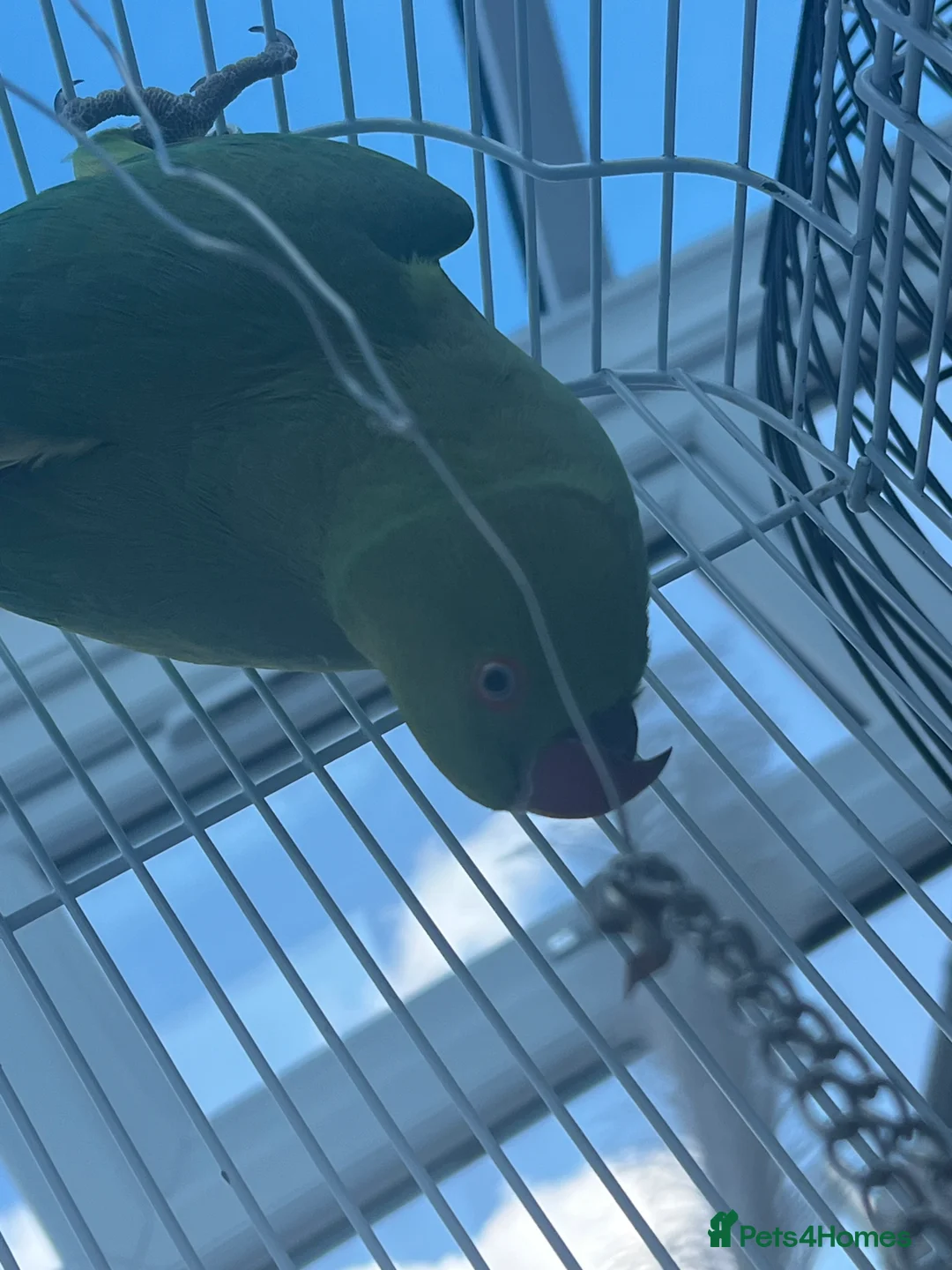 Parakeets birds for sale: Rose-ringed Parakeet  in Derby - Advert 1