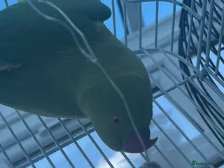 Parakeets birds Rose-ringed Parakeet - Advert 6