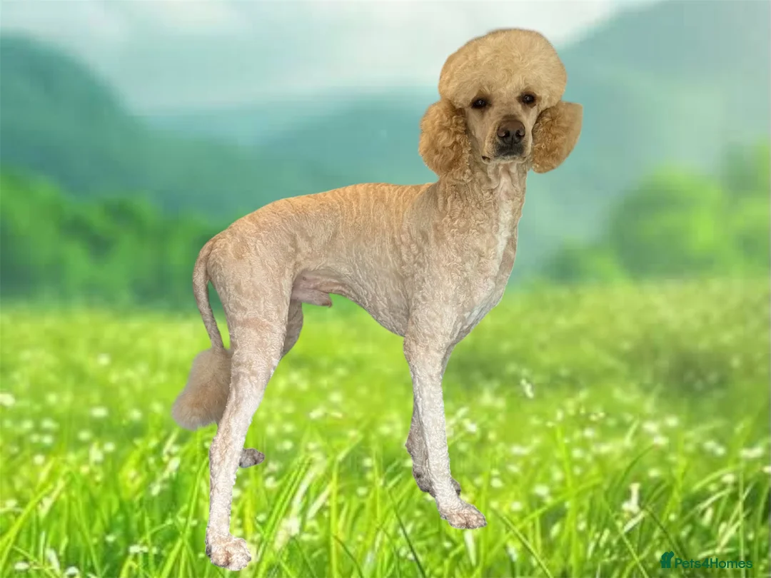 Standard Poodle dogs for stud: Standard poodle for stud - Advert 1