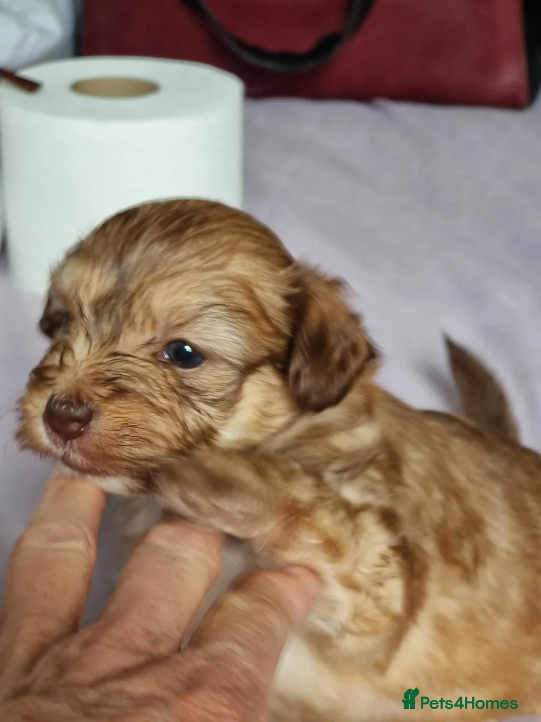 Chinese Crested dogs for sale: Chinese Crested Powder Puff Puppies – Ready Now 🐾 - Advert 1