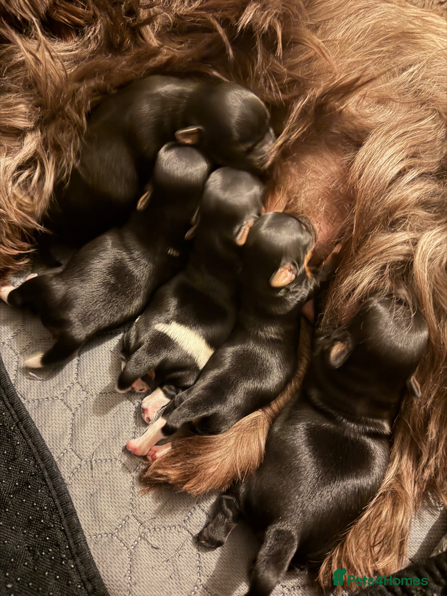 Yorkshire Terrier dogs for sale: Yorkshire/beiwer terrier puppies  - Advert 1