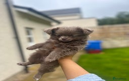 Chihuahua dogs for sale: Beautiful long coat pure breed chihuahua  - Image 16