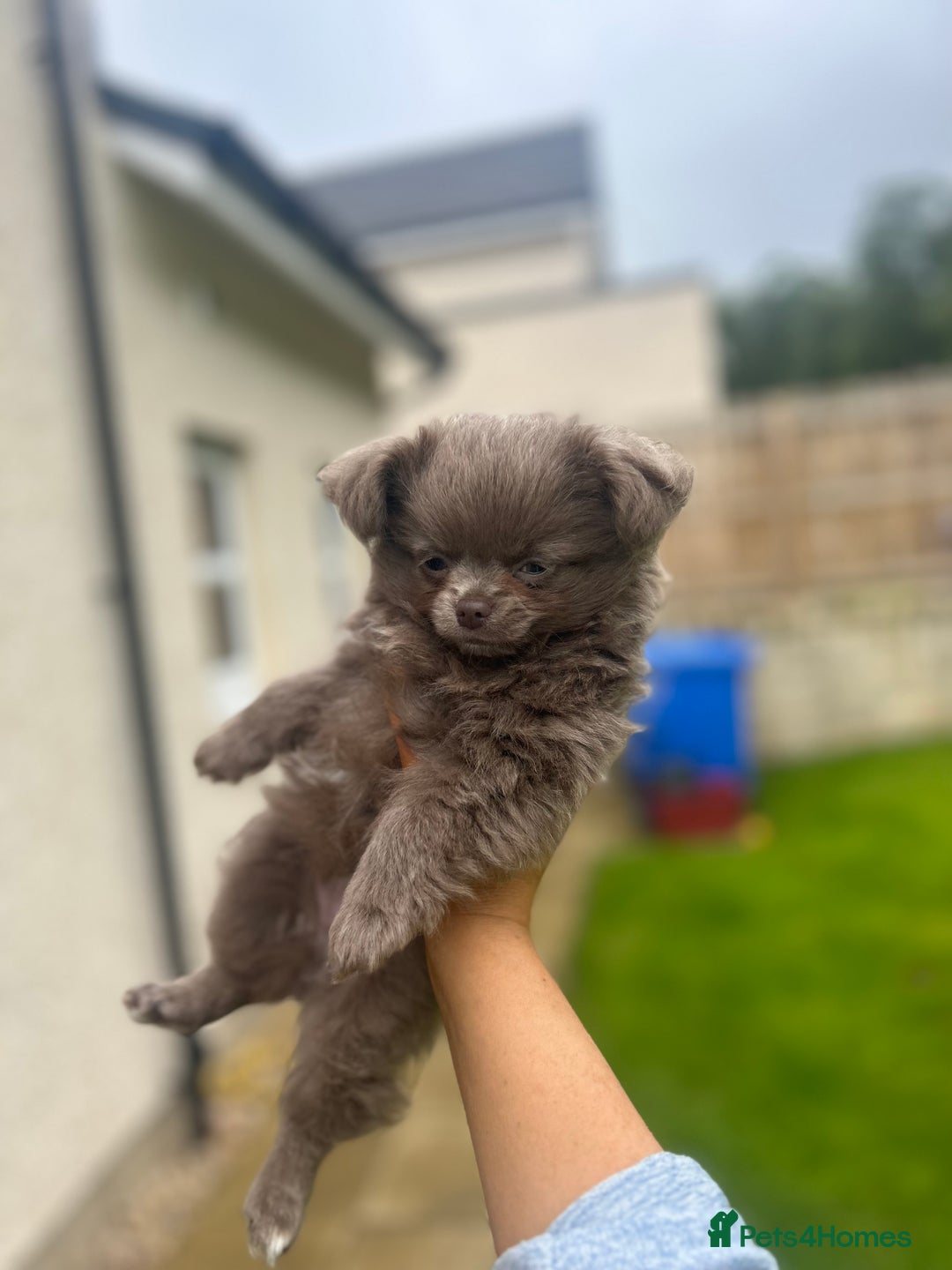 Chihuahua dogs for sale: Beautiful long coat pure breed chihuahua  - Image 16