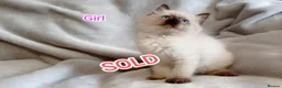 Ragdoll cats for sale: Wonderful Ragdoll Kittens  - Advert 8
