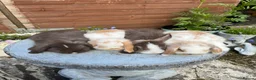 Mini Lop rabbits for sale: Gorgeous mini lops  - Advert 6