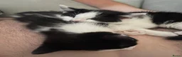 Domestic Shorthair cats for sale: Two beautifully marked male kittens - Advert 18