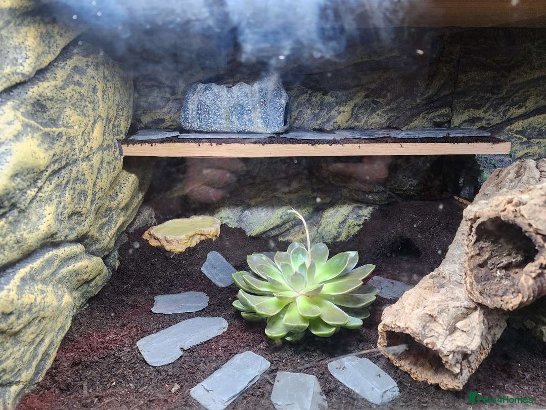 Gecko reptiles for sale: Leopard Gecko and Full enclosure ‼️ - Advert 8