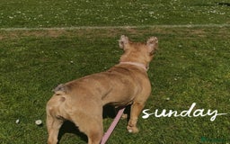 French Bulldog dogs for sale: French bulldog  - Image 2
