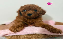 Cockapoo dogs for sale: Adorable Red F1B Cockapoo Puppy for Sale! 🐾 - Image 4