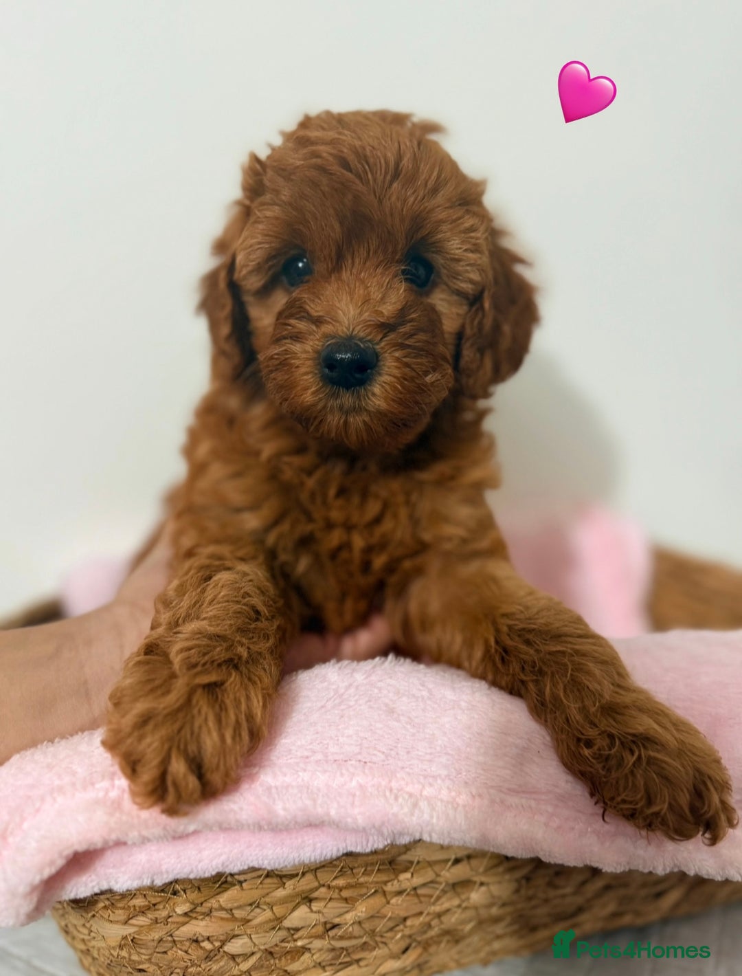 Cockapoo dogs for sale: Adorable Red F1B Cockapoo Puppy for Sale! 🐾 - Image 4