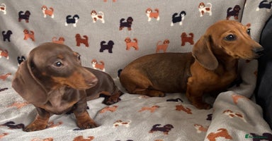 Dachshund dogs - Advert 6