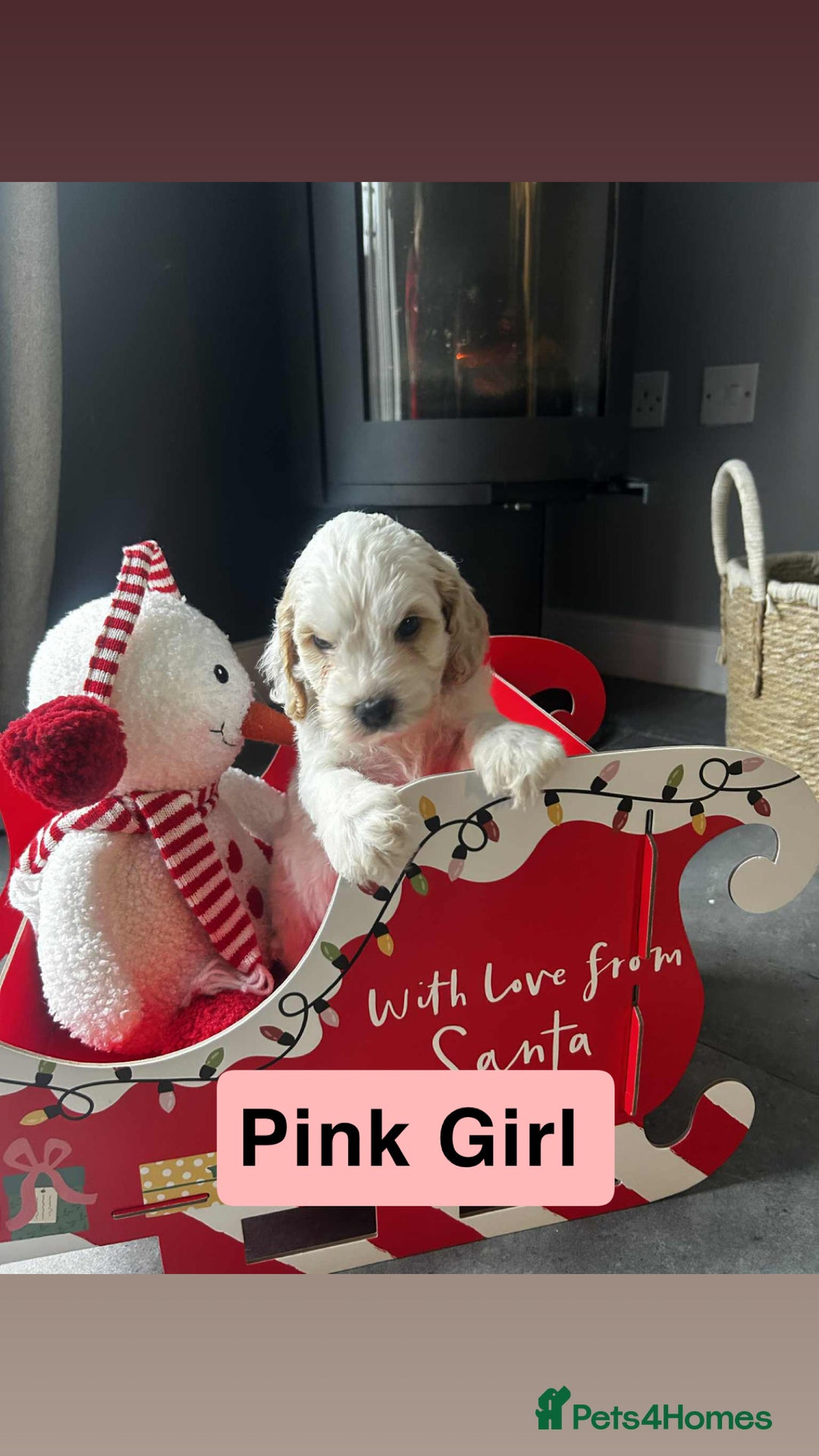 Cockapoo dogs for sale: F2 Cockapoo pups - Advert 18