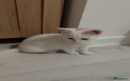 Mixed Breed cats for sale: 2 white kittens  - Image 6