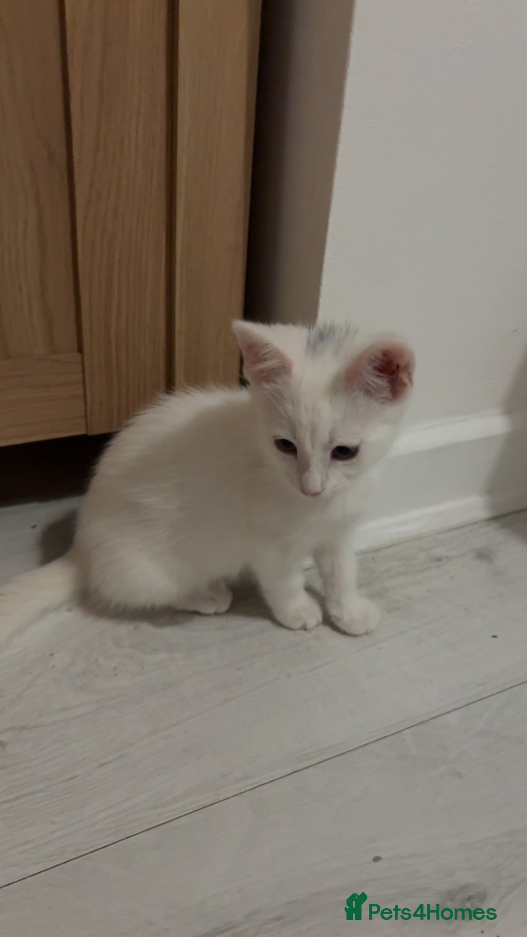 Mixed Breed cats for sale: 2 white kittens  - Image 6