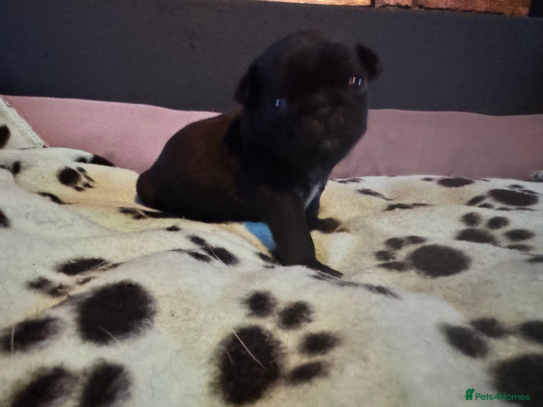 Pug dogs for sale: Kc pug puppies  - Advert 5