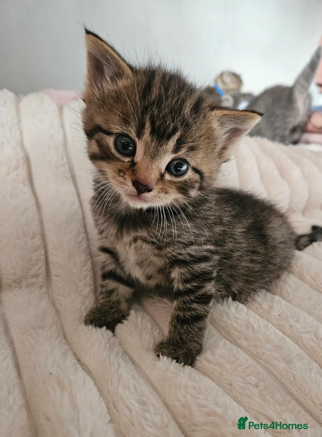 Mixed Breed cats for sale: 🐱 Stunning Maine Coon Cross Kittens🐱 - Advert 2