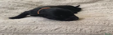 ORANGE COLLAR BOY 