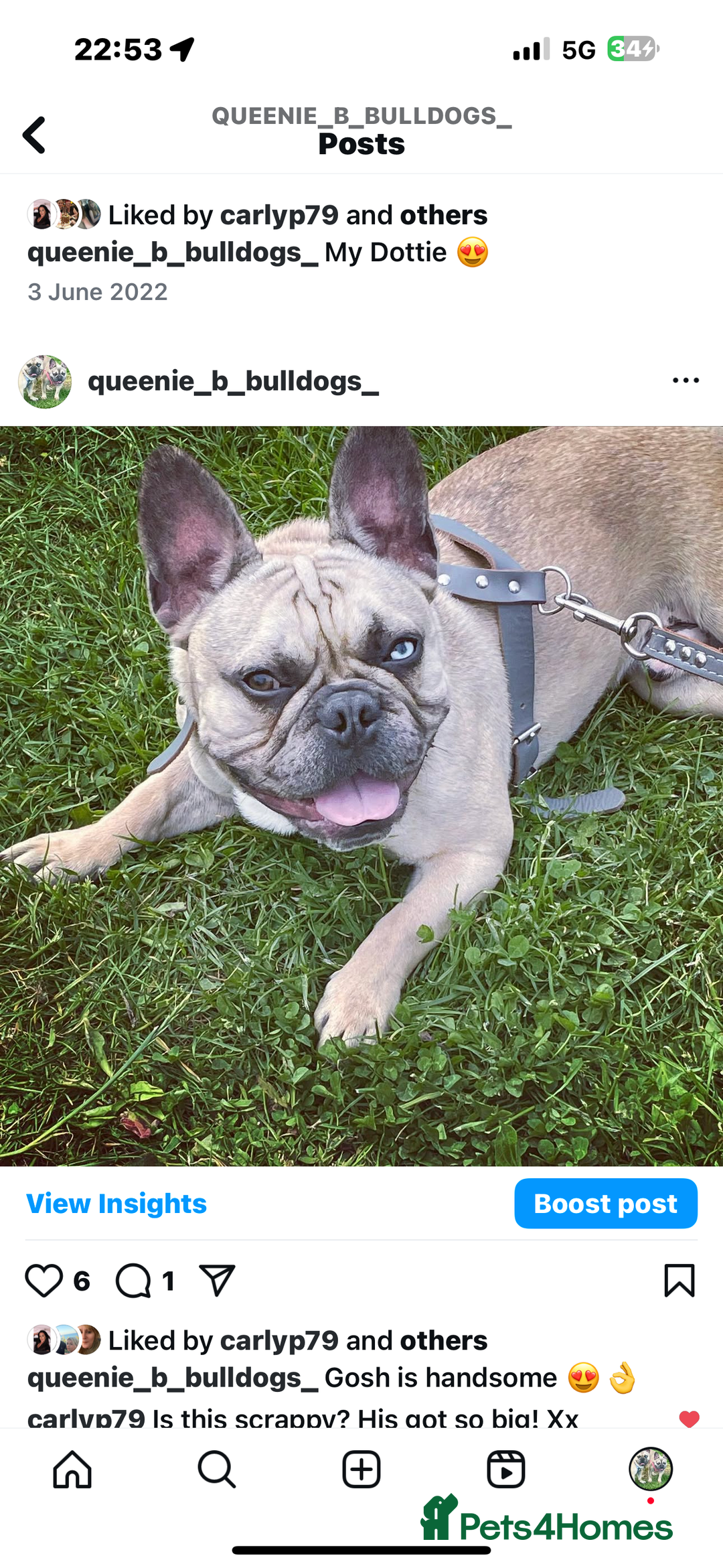 French Bulldog dogs for sale: French bulldog  - Image 23