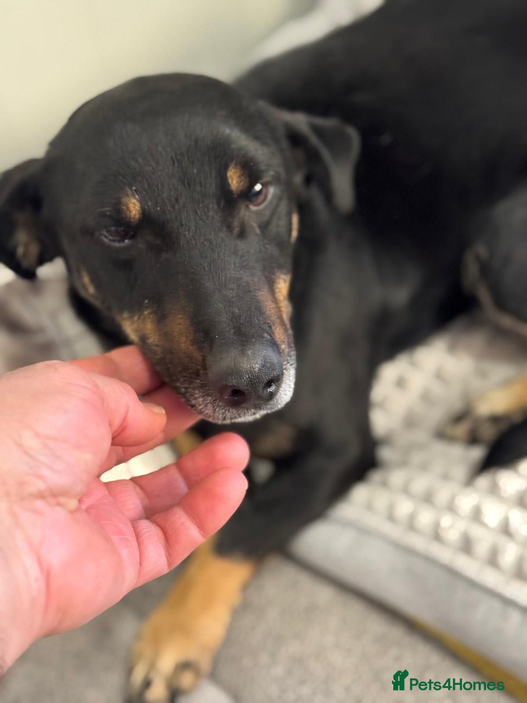 Mixed Breed dogs for adoption: Beautiful Ember looking for love - Advert 2