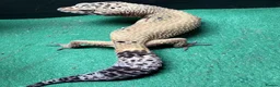 Leopard Gecko reptiles for sale: Female and Male Leopard Geckos For Sale - Advert 8