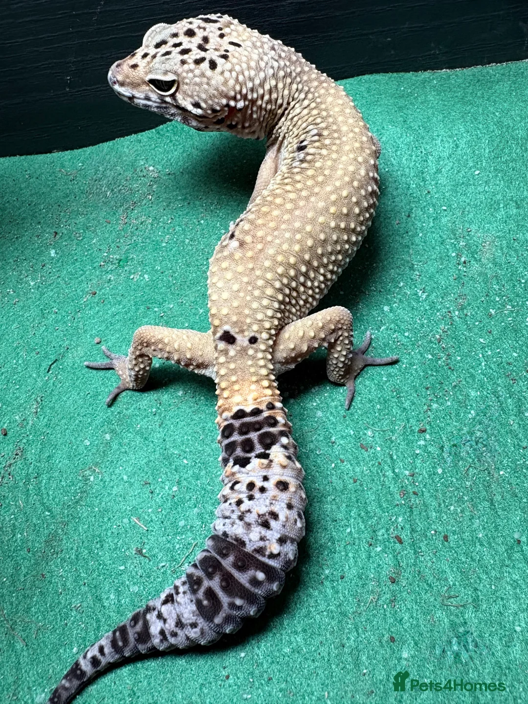 Leopard Gecko reptiles for sale: Female and Male Leopard Geckos For Sale - Advert 8