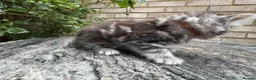 Maine Coon cats for sale: Maine Coon Bengal Cross Kittens - Advert 11