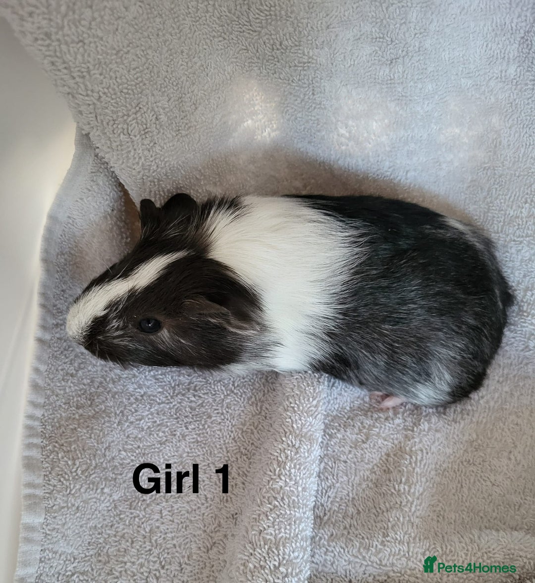 Guinea Pig rodents for sale: Baby Guinea Pigs  - Advert 2