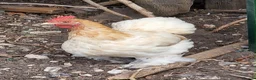 Chickens poultry for sale: Bantam Pekingese Hens - Advert 2