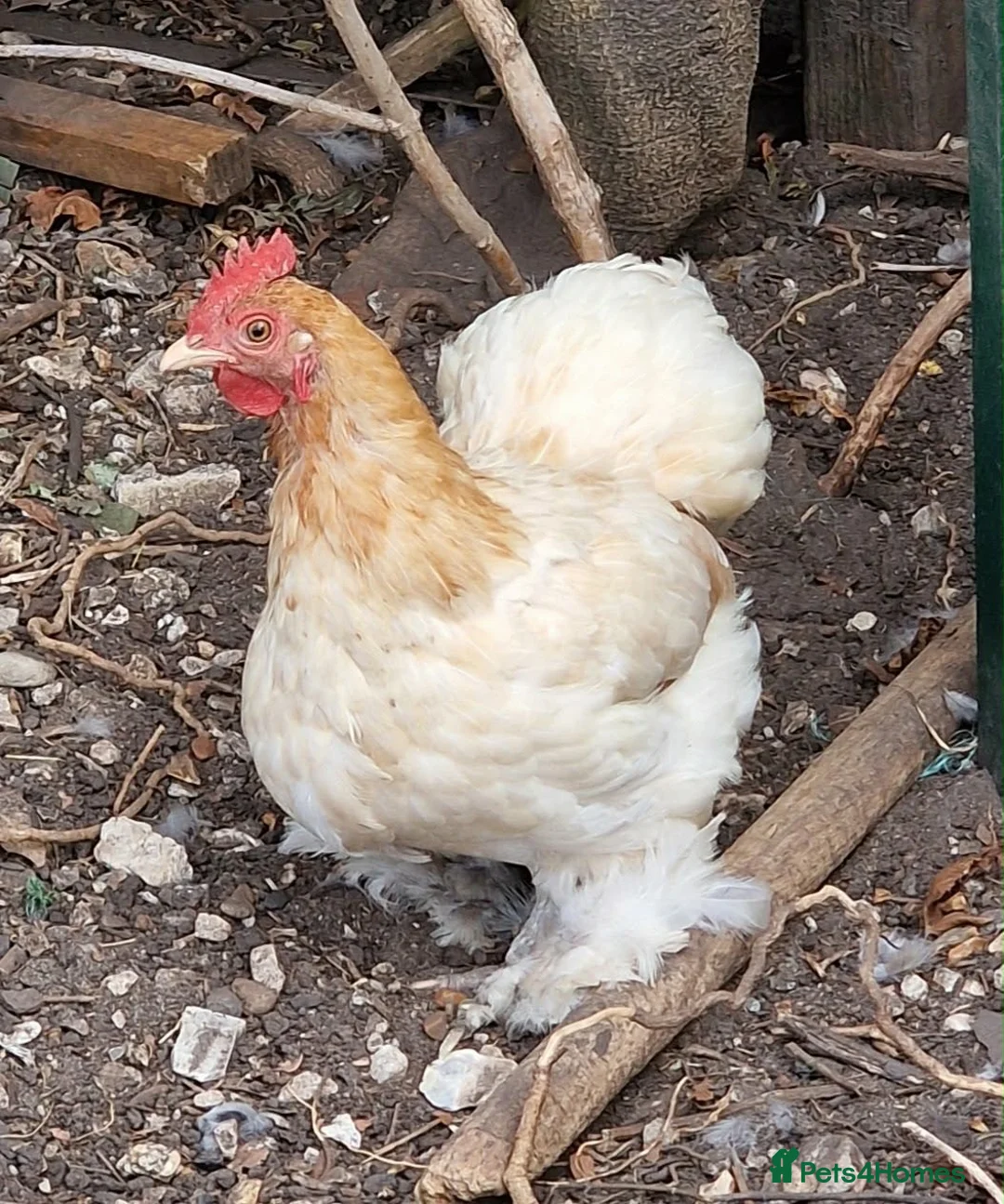 Chickens poultry for sale: Bantam Pekingese Hens - Advert 2