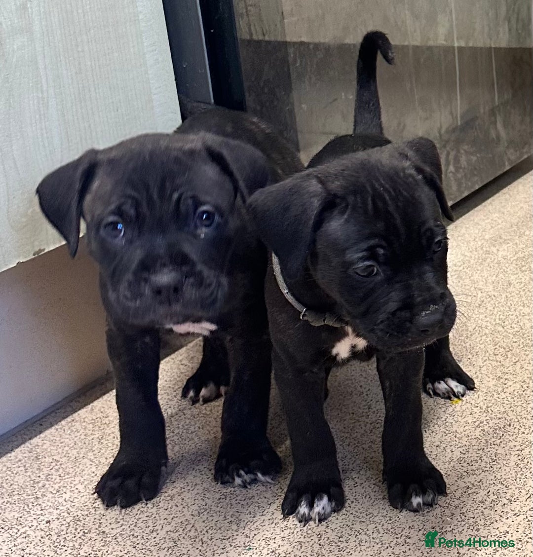 Mixed Breed dogs for sale: Cane corso x Staffordshire bull terrier  - Image 11