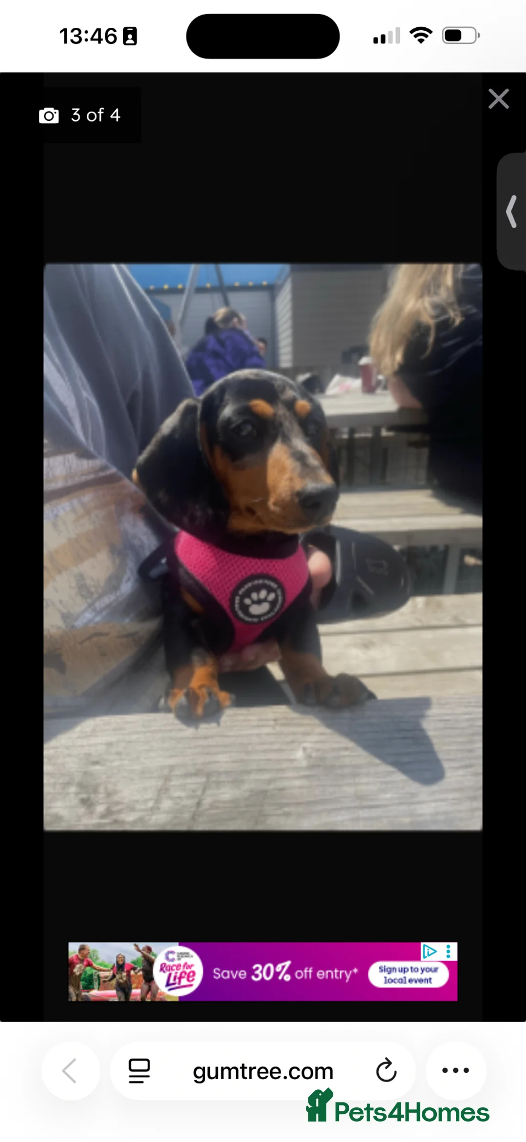 Miniature Dachshund dogs for sale: Two miniature dachshunds - male & female 13 months - Advert 2