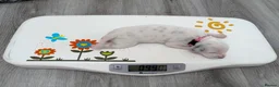 Dalmatian dogs for sale: KC Show Quality Rare LUA Dalmatian Puppies - Advert 11