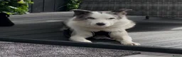 Mixed Breed dogs for adoption: ❗🚨 URGENT FOSTER 💙STRIKE💙 4 yo Border Collie in Trefriw - Advert 9