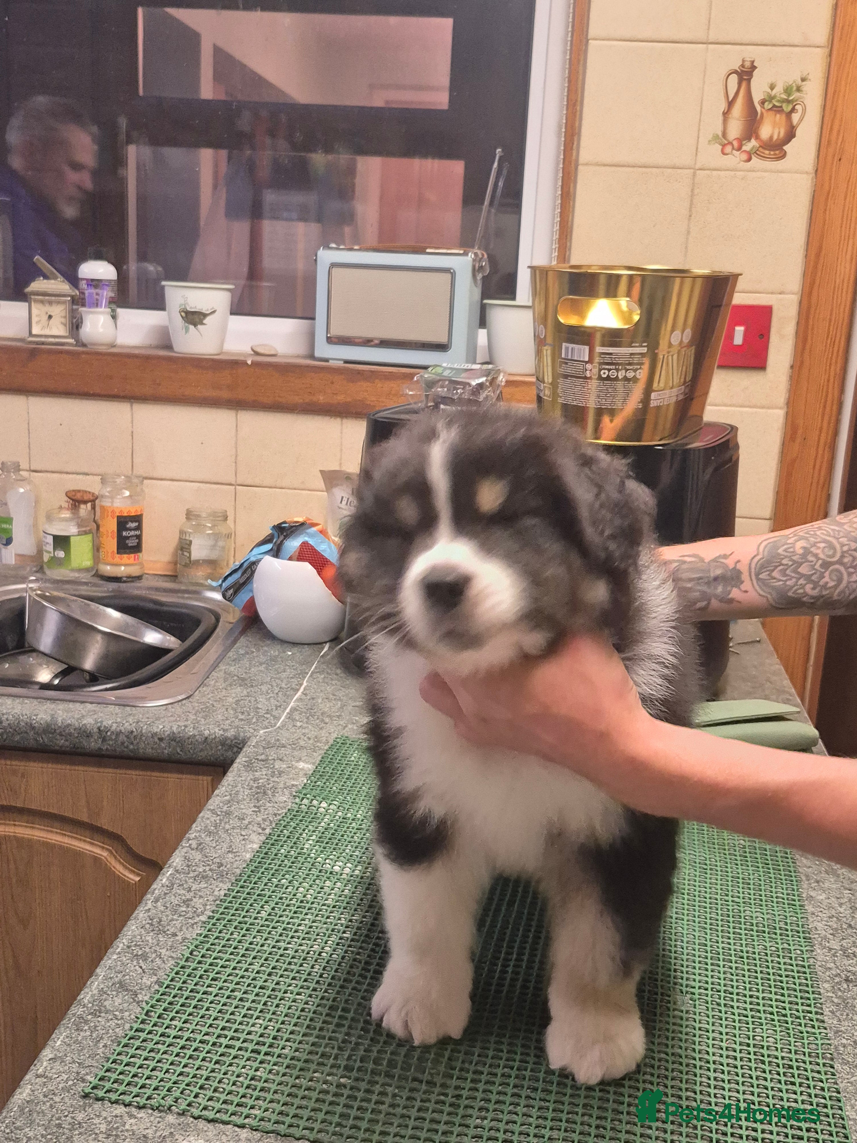Australian Shepherd dogs Australian Shepherd Puppies - Advert 2
