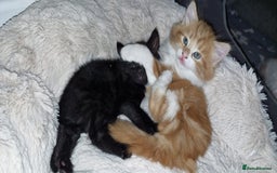 Mixed Breed cats for sale: Adorable kittens  - Image 4