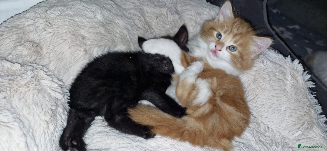 Mixed Breed cats for sale: Adorable kittens  - Image 4