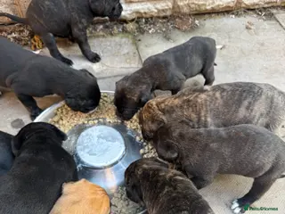 Presa Canario dogs Pure elite * presa Canario pups - Advert 1
