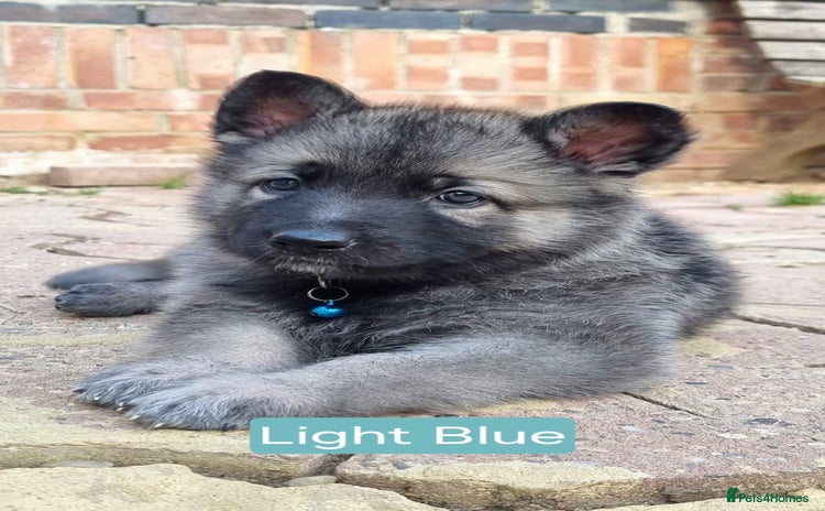 German Shepherd dogs - Advert 16