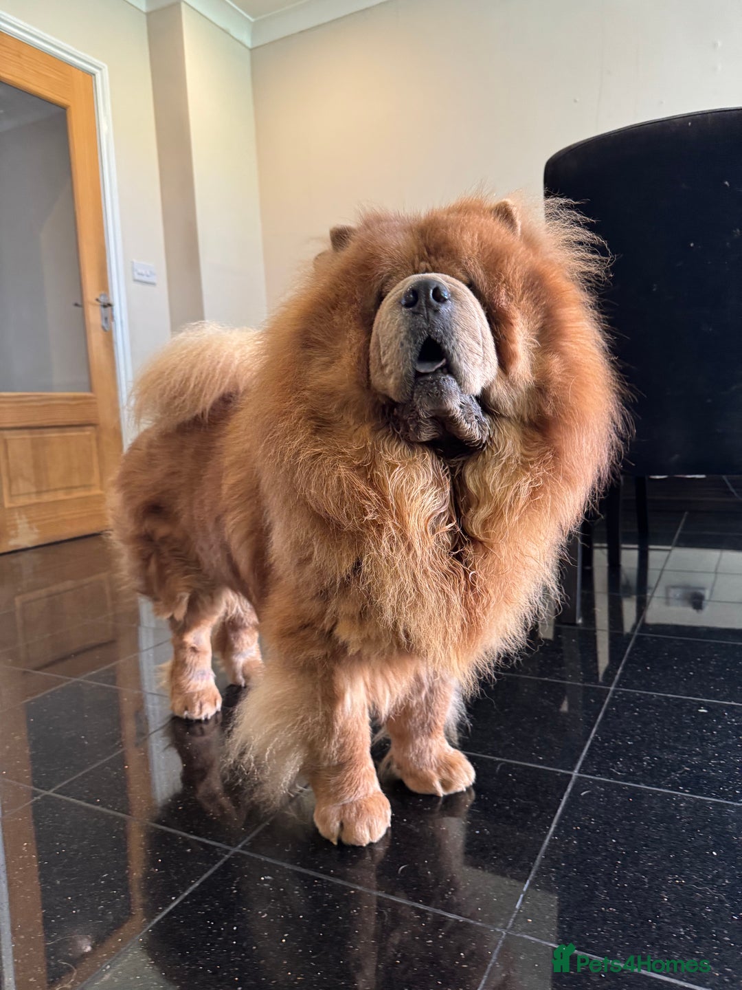 Chow Chow dogs for sale: Loving chow chow looking for a new home - Image 6