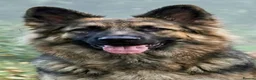 German Shepherd dogs for sale: Long haired German shepherd puppies  in Stoke-on-Trent - Advert 12