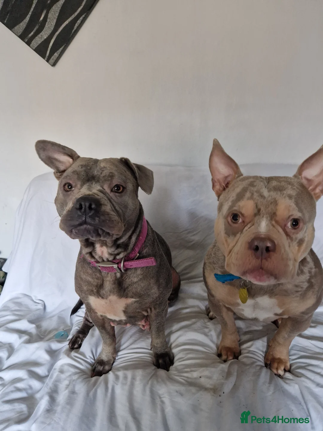 American Bully dogs for sale: Amazing 10 week old pocket bully Boy for sale  - Advert 2