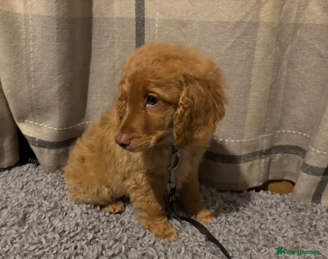 Cockapoo dogs for sale: 🐶8 Beautiful Cockapoo puppies🐶 - Advert 24