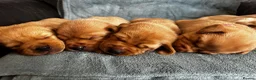 Labrador Retriever dogs for sale: Top Quality Fox Red Labradors - Advert 4