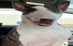 English Bull Terrier dogs for sale: 2 male English bull terrier pups - Image 5