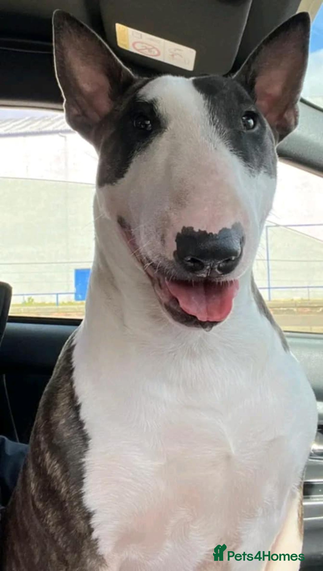 English Bull Terrier dogs for sale: 2 male English bull terrier pups - Image 5