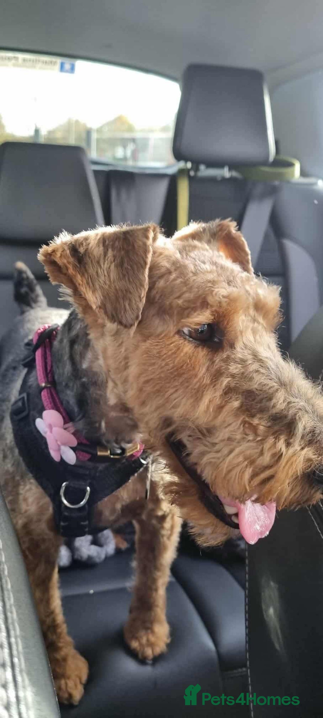 Welsh Terrier dogs for adoption: Sweet Evie looking for LOVE - Image 5