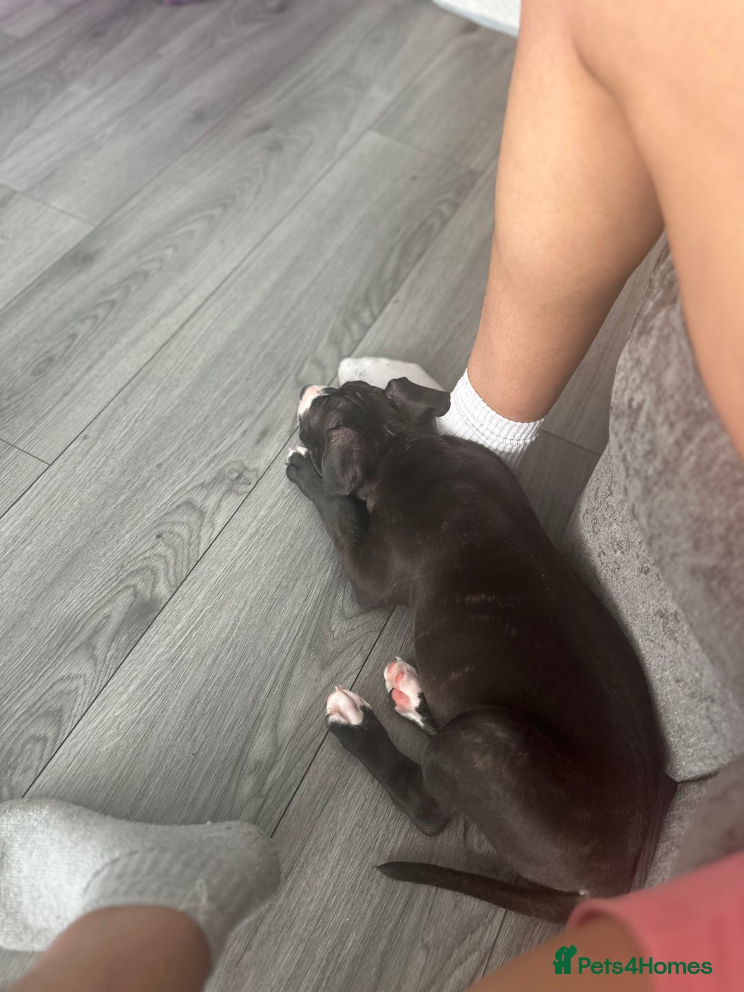 Staffordshire Bull Terrier dogs for sale: Puppy for sale she is 10 weeks old  - Advert 3